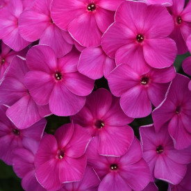 /images/plants/Phlox_Super_Ka-Pow____Lavender.jpg