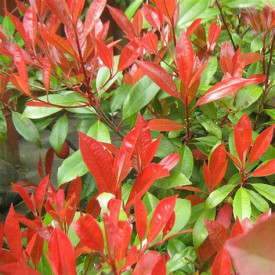 /images/plants/Photinia_Little_Red_Robin.jpg