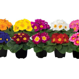 /images/plants/Primrose_Premium_Mix.jpg