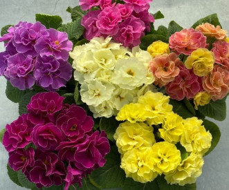 /images/plants/Primrose_Queen_Mix.jpg
