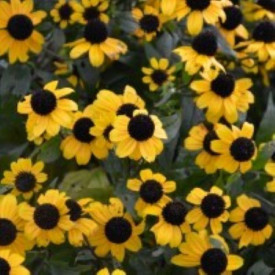 /images/plants/Rudbeckia_Blackjack_Gold.jpg