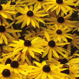 /images/plants/Rudbeckia_Goldsturm.jpg