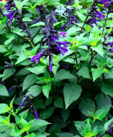 /images/plants/Salvia_Amistad.jpg