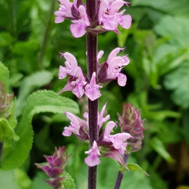 /images/plants/Salvia_Caradonna_Pink_Inspiration.jpg
