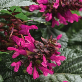 /images/plants/Salvia_Rockin_Fuchsia.jpg