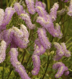 /images/plants/Sanguisorba-Pink-Brushes.jpg
