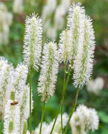 /images/plants/Sanguisorba_White_Brushes.jpg