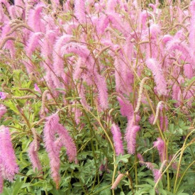 /images/plants/Sanguisorba_hakusanensis_Lilac_Squirrel.jpg