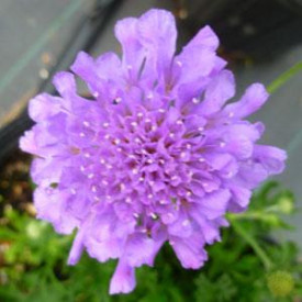 /images/plants/Scabiosa_Flutter_Deep_Blue.jpg