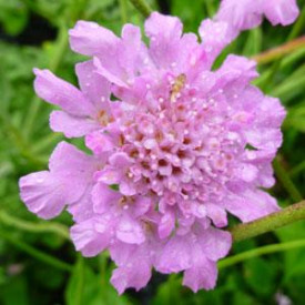 /images/plants/Scabiosa_Flutter_Rose_Pink.jpg