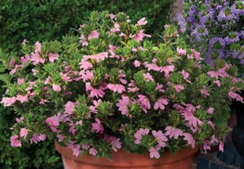 /images/plants/Scaevola-aemula-Fancy-Pink.jpg