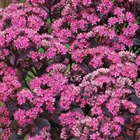 /images/plants/Sedum_SunSparkler_Dazzleberry.jpg