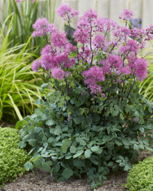 /images/plants/Thalictrum-Little-Pinkie.jpg