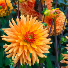 /images/plants/dahlia_ludwig_helfert.jpg