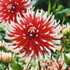 /images/plants/Dahlia_Friquolet.jpg