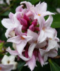 /images/plants/Daphne_Perfume_Princess.jpg