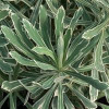 /images/plants/Euphorbia_Silver_Edge.jpg