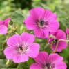 /images/plants/Geranium_Pink_Penny.jpg