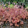 /images/plants/Heucherella_Brass_Lantern.jpg