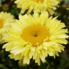 /images/plants/Leucanthemum_Real_Gold_Cup.jpg