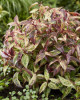 /images/plants/Leucothoe_Makijaz.jpg