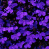 /images/plants/Lobelia_Crystal_Palace.jpg