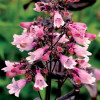 /images/plants/Penstemon_Dakota_Burgundy.jpg