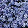/images/plants/Phlox_Clouds_Perfume.jpg