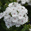 /images/plants/Phlox_Ka-Pow___White.jpg