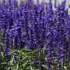 /images/plants/Salvia_Victoria_Blue.jpg