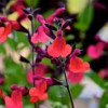 /images/plants/Salvia_Wine_and_Roses.jpg